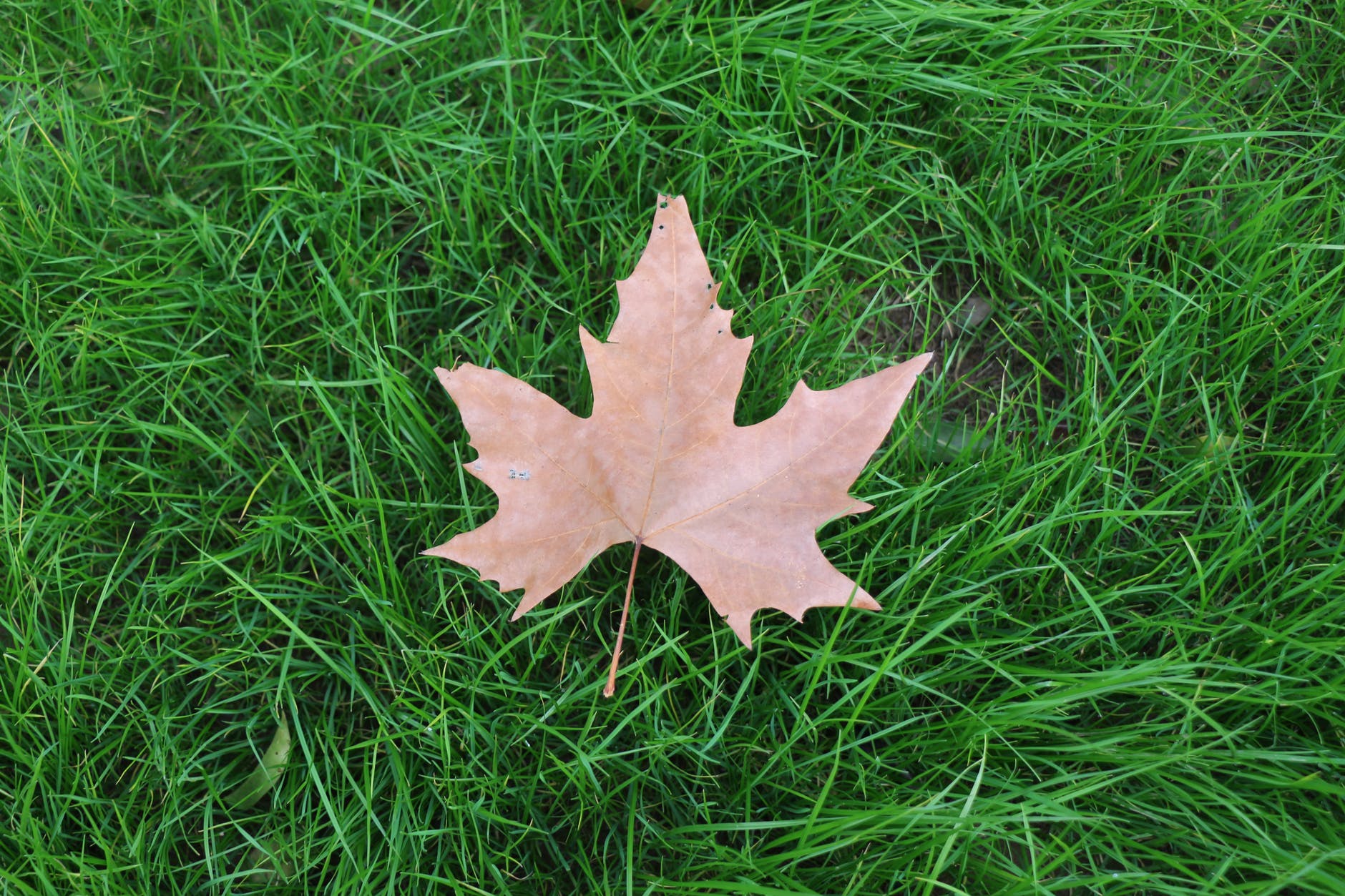grass ground lawn leaf