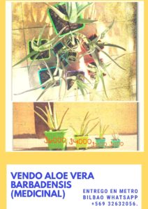 venta-aloe-vera-marisol